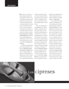 Los cipreses - Revistas UNAM