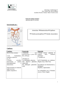 Arteriolas →Metarteriolas→Capilares →Vénulas postcapilares