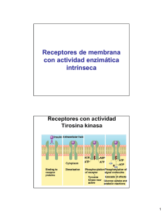 Receptores de membrana con actividad enzimática intrínseca