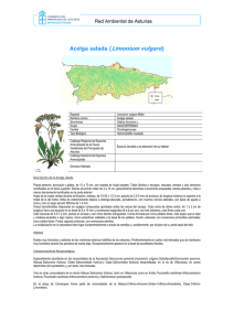 Limonium vulgare - Gobierno del principado de Asturias