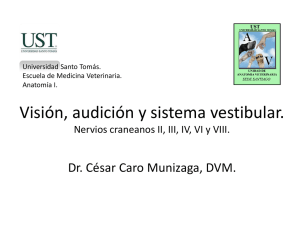 10 CC 2014 Vision audicion y sistema vestibular