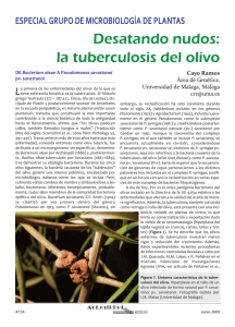 la tuberculosis del olivo - Sociedad Española de Microbiología