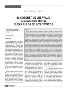 EL COTONET DE LES VALLS, Delottococcus