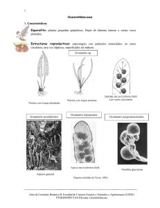 1 Grammitidaceae Esporofito: plantas pequeñas epipétricas. Hojas