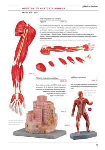 19 Músculos del brazo humano 7 piezas 6000.31 Fibra de músculo