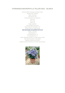 hydrangea macrophylla teller azul - blanca