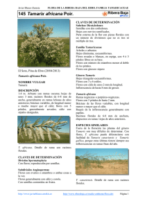 145.Tamarix africana - Comarca Ribera Baja del Ebro