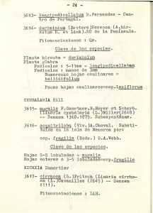 CIMBALARIA Hill 3615- muralis P.Gaertner,B.Meyer et Scherb