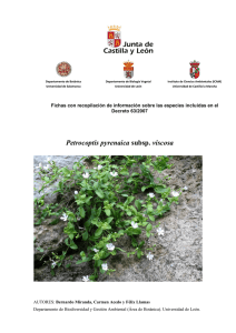 Petrocoptis pyrenaica subsp. viscosa