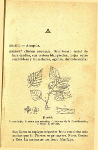 ABEDUL* (Betula verrucosa, Betuláceas.) Árbol de hoja caediza
