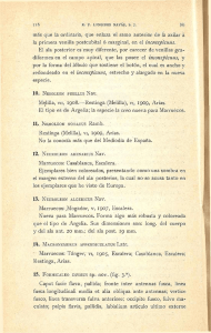 más que la ordinaria, que enlaza el ramo anterior de la axilar á la