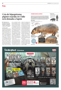 Cría de hipopótamo pigmeo nacida en Chile será