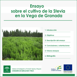Ensayo sobre el cultivo de la Stevia en la Vega de Granada