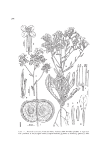 Lám. 114.–Biscutella auriculata, Venta del Moro, Valencia (MA