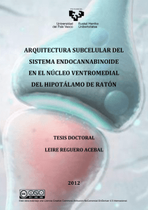 arquitectura subcelular del sistema endocannabinoide en el