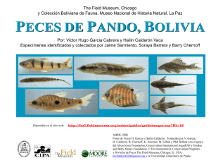 Bolivia-Peces de Pando v1.0 - Field Guides