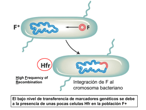 Integración de F al cromosoma bacteriano