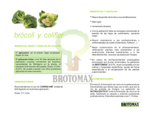 brócoli y coliflor