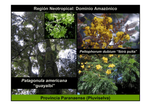 Región Neotropical: Dominio Amazónico Provincia Paranaense