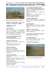 Salicornia enana. - Comarca Ribera Baja del Ebro