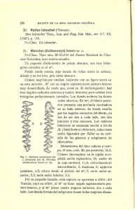 Mus latouchei Thos., Ann. and Mag. Nat. Hist., ser. 6.a , XX