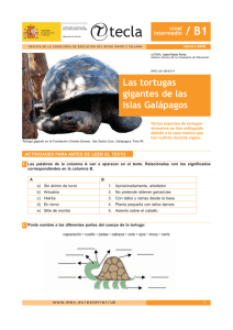 Las tortugas gigantes de las Islas Galápagos