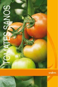 Tomates - Syngenta