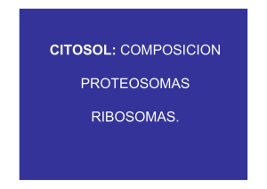 CITOSOL: COMPOSICION PROTEOSOMAS RIBOSOMAS.