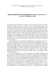Shoot production from cotyledons of Prosopis - E-journal