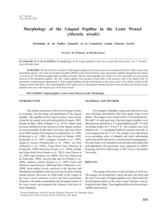 Morphology of the Lingual Papillae in the Least Weasel