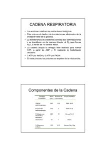 Cadena Respiratoria: Resumen Bioqu&iacute;mica