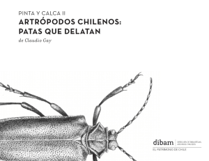 artrópodos chilenos: patas que delatan