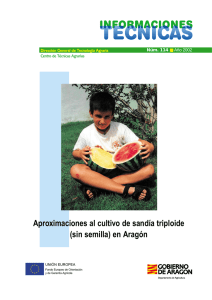 Aproximaciones al cultivo de sandía triploide (sin semilla) en Aragón