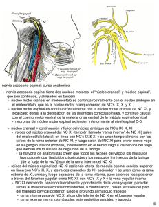 nervio accesorio espinal - Anatomia y Embriologia