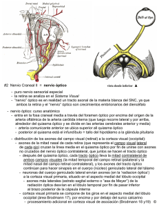 2 Nervio Craneal II = nervio óptico