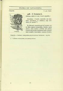 C. Scolymus L. especie de card, d`arrel comestible.) Sinonimia.
