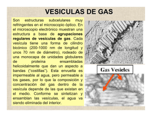 VESICULAS DE GAS