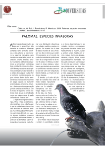 palomas, especies invasoras