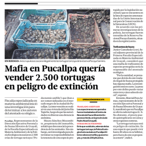 Mafia en Pucallpa quería vender 2.500 tortugas en peligro de