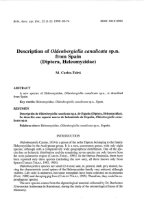 Description of Oldenbergiella canalicata sp.n. from Spain (Díptera