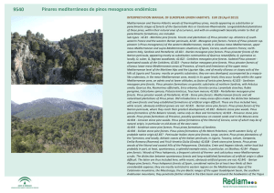 Pinares mediterráneos de pinos mesogeanos endémicos