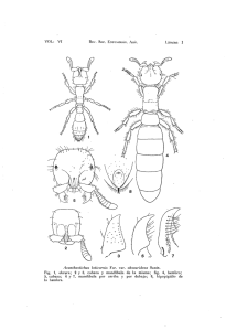 Acanthostichus laticornis For. var. obscuridens Sants.