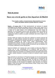 Nace una cría de gorila en Zoo Aquarium de Madrid