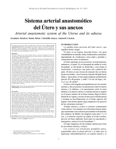 Sistema arterial anastomótico del Útero y sus anexos