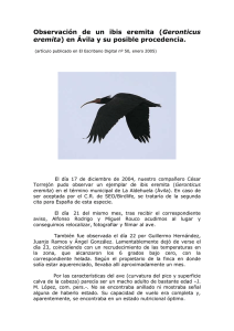 Observación de un ibis eremita (Geronticus eremita) en Ávila y su