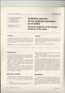 Anatomía vascular