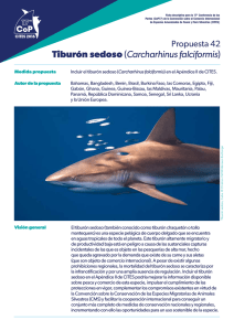Tiburón sedoso (Carcharhinus falciformis)