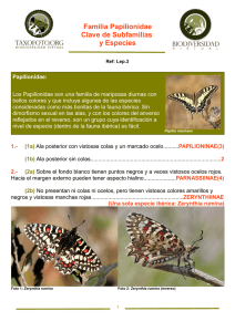 Familia Papilionidae Clave de Subfamilias y Especies