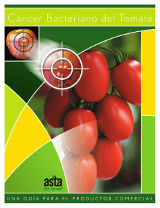 El Cáncer Bacteriano del Tomate| ASTA