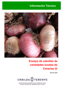 Ensayo de cebollas de variedades locales de Canarias (I